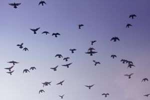 Raport: Tot mai multe specii migratoare riscă dispariţia